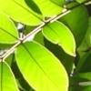 leaves from Las Palmas, El Salvador